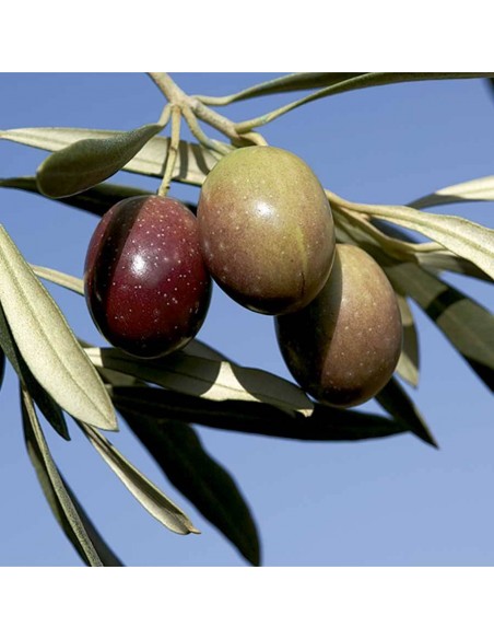 EVOO DO Estepa Oleoestepa Special Limited Edition Gold Medal 
